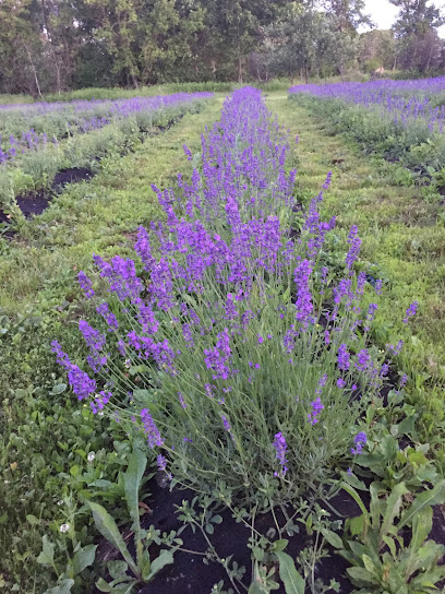 Potter Creek Lavender