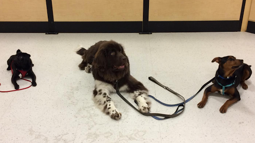 Pet Supply Store «PetSmart», reviews and photos, 88 Shops at 5 Way, Plymouth, MA 02360, USA