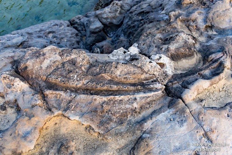 クジラの上顎骨の化石