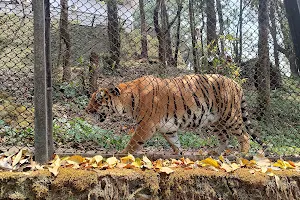 Padmaja Naidu Himalayan Zoological Park image