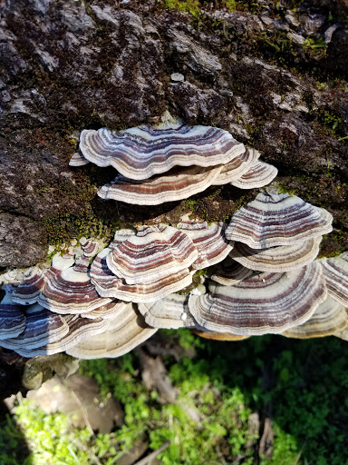 Nature Preserve «North Table Mountain Ecological Reserve», reviews and photos, 2488 Cherokee Rd, Oroville, CA 95965, USA