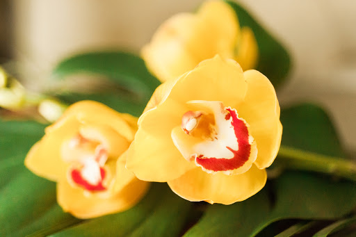 Florist «The JillTed Florist», reviews and photos, 1425 S Ft Harrison Ave, Clearwater, FL 33756, USA