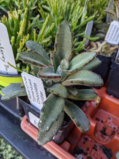 Hardware Store «Downtown Walnut Creek Ace Hardware», reviews and photos, 2044 Mt Diablo Blvd, Walnut Creek, CA 94596, USA