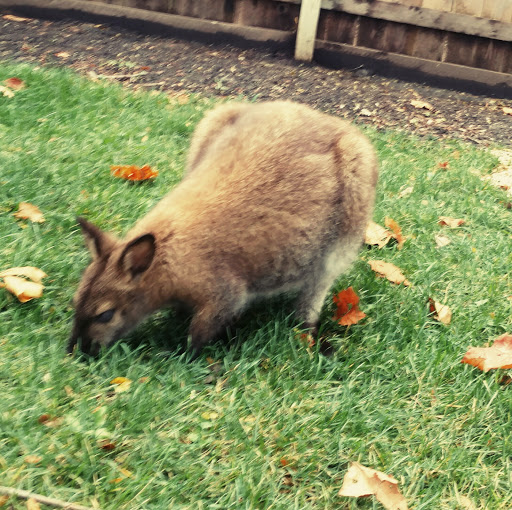 Zoo «Hamill Family Play Zoo», reviews and photos, 3300 Golf Rd, Brookfield, IL 60513, USA