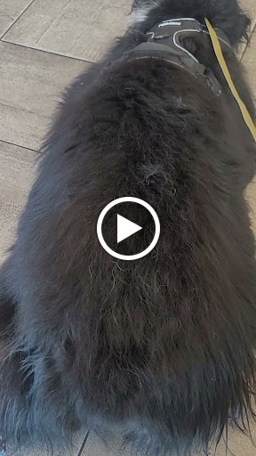 Veterinary Emergency Group image