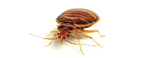 Bed Bug Exterminator Ottawa Inc.
