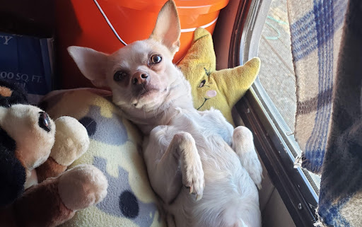 Pet Supply Store «PetSmart», reviews and photos, 11945 Central Ave, Chino, CA 91710, USA