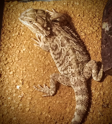 Pet Supply Store «Petco Animal Supplies», reviews and photos, 4820 South Baldwin Road #3B, Orion Township, MI 48359, USA