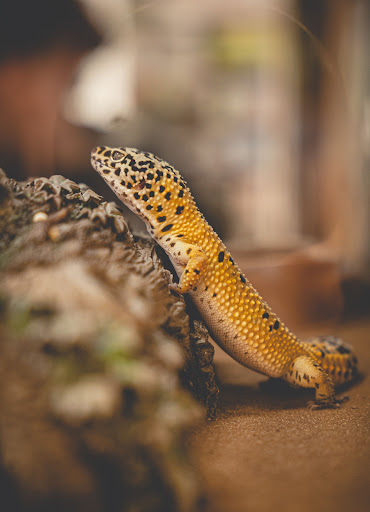 Pet Store «Just Pets», reviews and photos, 393 NY-5, Irving, NY 14081, USA