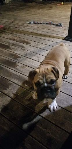 Pet Supply Store «Pet Supplies Plus», reviews and photos, 1031 Northwest Hwy, Garland, TX 75041, USA