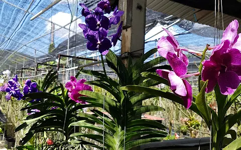 Phuket Orchid Farm image