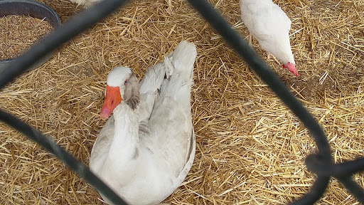 Animal Feed Store «All Pet Feed & Tack», reviews and photos, 25598 E Baseline St, San Bernardino, CA 92410, USA