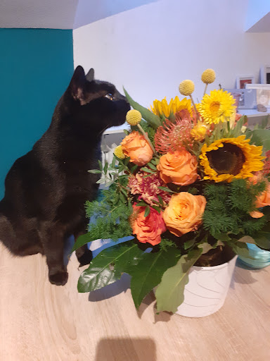 Tierarztpraxis Dagny Stauffer unter Mainz, 