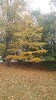 Marcias Park