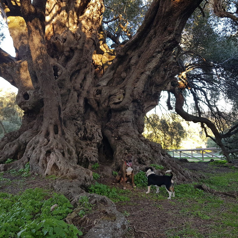 Olivastri millenari di Luras / S'Ozastru de Santu Baltolu