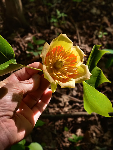 State Park «Rosaryville State Park», reviews and photos, 7805 W Marlton Ave, Clinton, MD 20735, USA