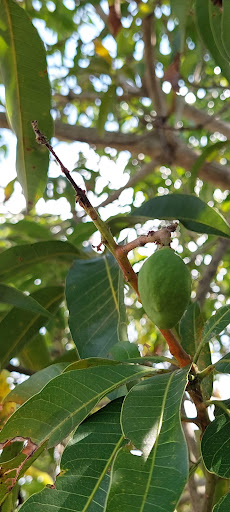 Park «Miami Carol City Park», reviews and photos, 3201 NW 185th St, Miami Gardens, FL 33056, USA