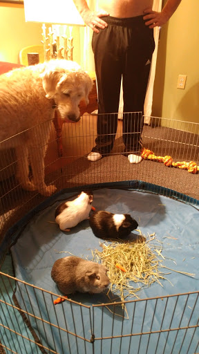 Pet Supply Store «Petco Animal Supplies», reviews and photos, 324 Eastern Blvd, Canandaigua, NY 14424, USA