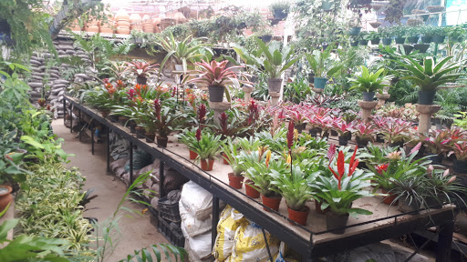 Tiendas para comprar plantas interior Caracas