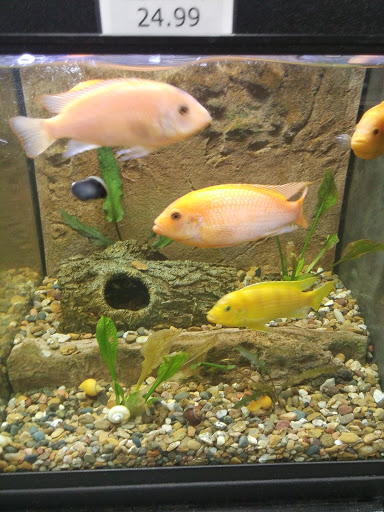 Pet Store «Tye-Dyed Iguana - Reptiles», reviews and photos, 1905 W U.S. 50, Fairview Heights, IL 62208, USA