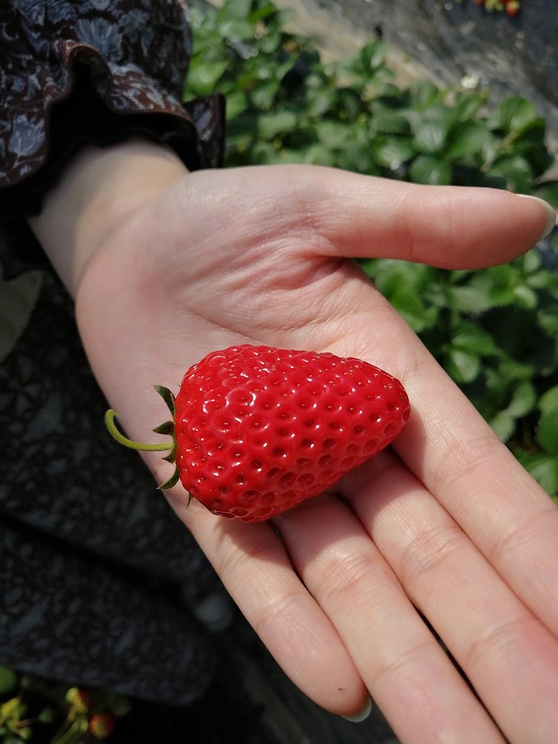 富田林市農業公園サバーファーム 大阪府富田林市甘南備 公園 公園 グルコミ