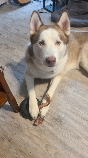 Pet Supply Store «Pet Supplies Plus», reviews and photos, 12407 MoPac Expy 525 - B, Austin, TX 78758, USA