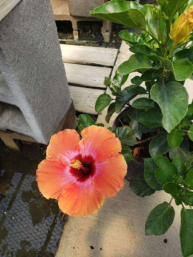 Garden Center «The Plant Place», reviews and photos, 6114 Market St, Wilmington, NC 28405, USA