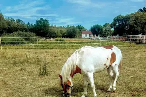 Służewiec Horse Hospital image