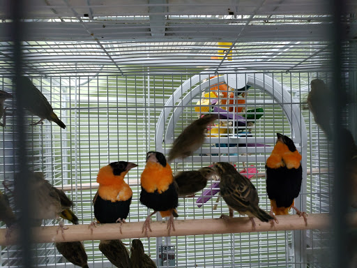 Pet Store «Louis Birds Pets & Supplies», reviews and photos, 80 Keyes St, San Jose, CA 95122, USA
