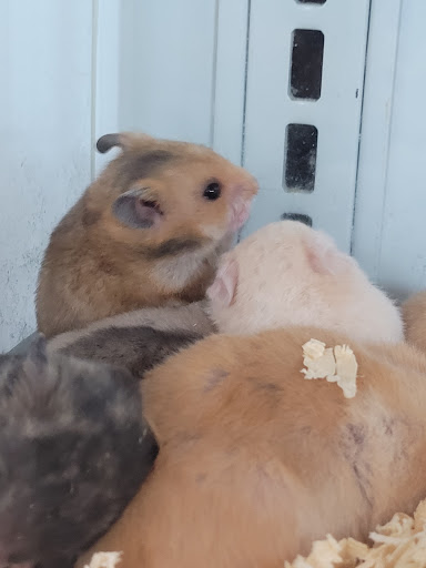 Pet Supply Store «Pet Quarters», reviews and photos, 486 Payne Rd, Scarborough, ME 04074, USA