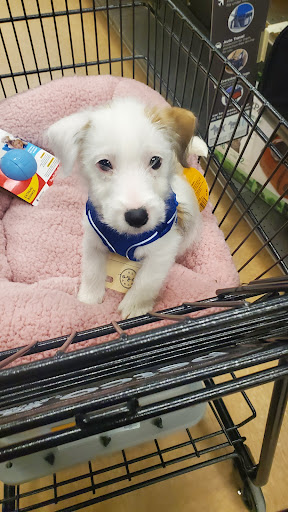 Pet Supply Store «Petco Animal Supplies», reviews and photos, 244 Pioneer Trail, Chaska, MN 55318, USA