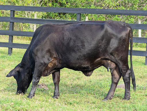 Tourist Attraction «Sterling Stables», reviews and photos, 6450 FL-520, Cocoa, FL 32926, USA