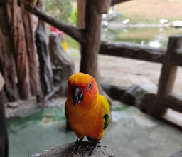 Taman Burung TMII photo