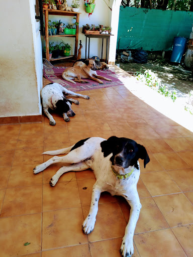 Guardería canina Carlos Paz - fundación SOPRE