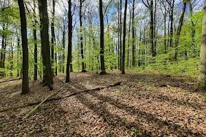 Arkoński Forest image