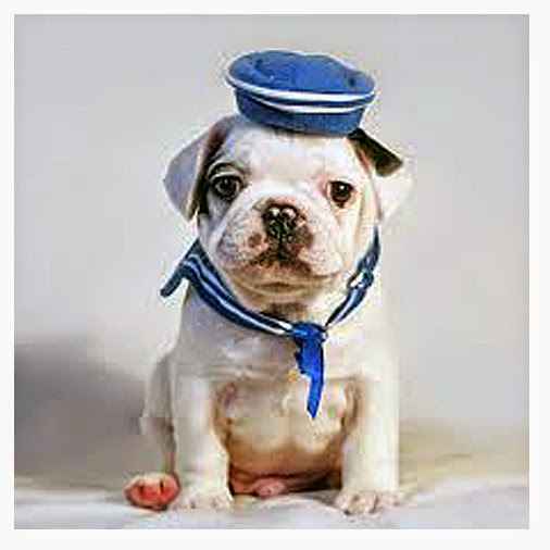 Amity Harbor Puppies and Pet Supplies, 189 Merrick Rd, Amityville, NY 11701, USA, 