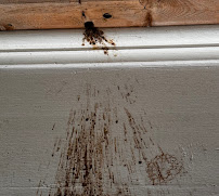 EZ Wildlife Management - Photo 3 - Car repair in , Yonkers