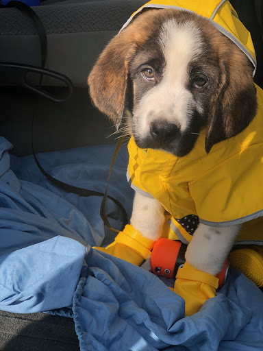 Pet Supply Store «PetSmart», reviews and photos, 11200 Fountains Way, Maple Grove, MN 55369, USA