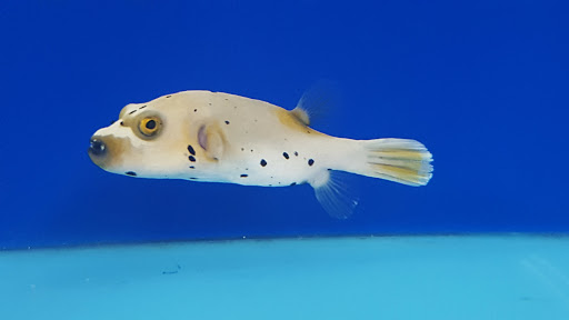 Pet Store «Acuario Piscis», reviews and photos, 3040 W Cermak Rd, Chicago, IL 60623, USA