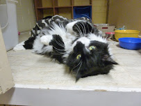 Cat Sitting Hotels - Photo 8 - Car repair in Seattle, WA, Bellevue