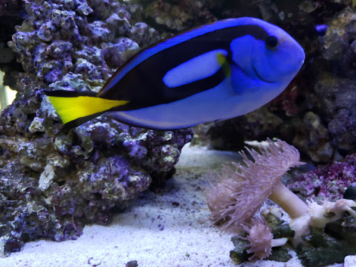 Tropical Fish Store «Exotic Aquatics», reviews and photos, 2929 Custer Rd #317, Plano, TX 75075, USA