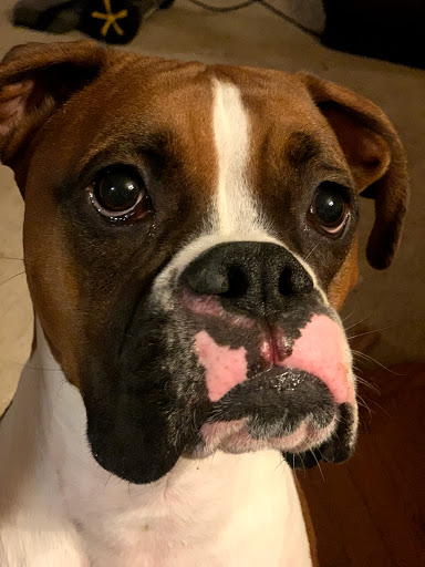 Pet Supply Store «Petland St. Louis», reviews and photos, 6131 Ronald Reagan Dr, Lake St Louis, MO 63367, USA