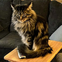 Tails-a-Waggin 4U - Photo 2 - Car repair in Buffalo Grove, IL, Round Lake Beach