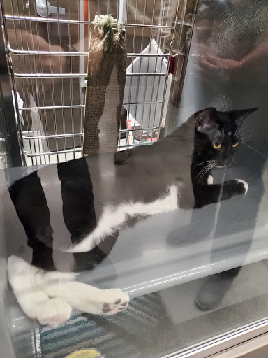 Pet Store «PetSmart», reviews and photos, 6545 North Grand Parkway West Suite 104, Spring, TX 77389, USA