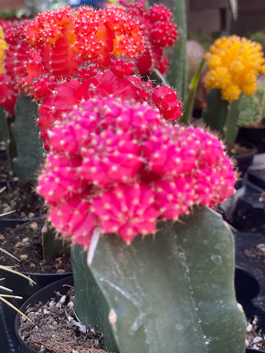 Home Improvement Store «The Home Depot», reviews and photos, 480 E Hamilton Ave, Campbell, CA 95008, USA