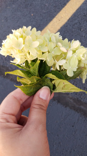 Park «Brent Hassert Park», reviews and photos, 19623 Renwick Rd, Lockport, IL 60441, USA