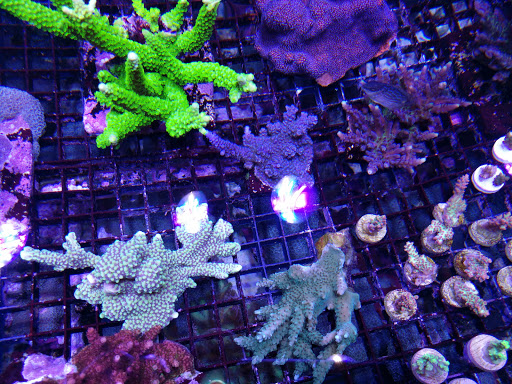 Tropical Fish Store «Reefwise», reviews and photos, 5401 Patton Dr #105, Lisle, IL 60532, USA