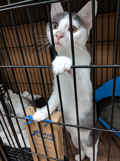 Pet Store «Pet Valu», reviews and photos, 2914 Chain Bridge Rd, Oakton, VA 22124, USA