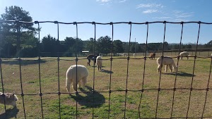 Southern Estate Alpacas - photo 5