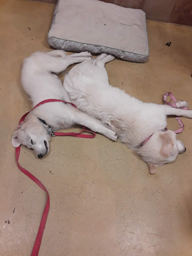 Pet Supply Store «PetSmart», reviews and photos, 1600 N Jackson St #310, Tullahoma, TN 37388, USA